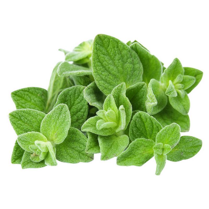 Oregano olie